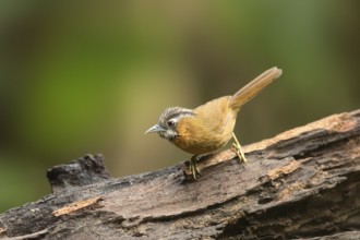 Grey-throated Babbler (Stachyris nigriceps) perched on a log, Yunnan, China, Asia