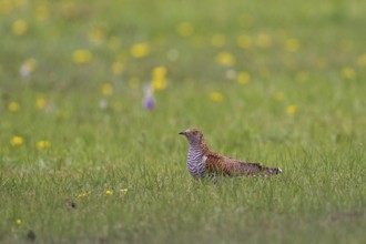 Common Cuckoo (Cuculus canorus) female perched on flowering meadow, Lake Hovsgol, Mongolia, Asia