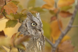 Eurasian Scops Owl (Otus scops) captive, Bavaria, Germany, Europe