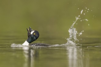 Barrow's Goldeneye (Bucephala islandica) male, Alaska, USA, North America