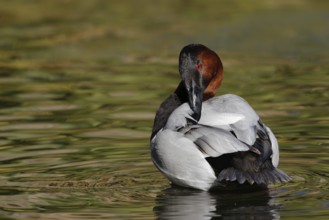 Canvasback (Aythya valisineria) male, Arizona, USA, North America