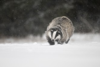 Badger in the snow, Wittlich, Rhineland-Palatinate, Germany, Europe