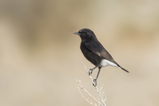 Mourning Wheatear (Oenanthe lugens warriae) perched on a branch, Arava Valley, Israel, Asia