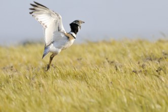 Little Bustard (Tetrax tetrax) mating, Extremadura, Spain, Europe