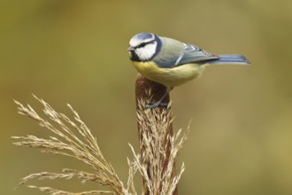 Eurasian Blue Tit (Cyanistes caeruleus), Rhineland-Palatinate, Germany, Europe