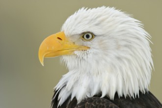 Bald Eagle (Haliaeetus leucocephalus), Alaska, USA, North America