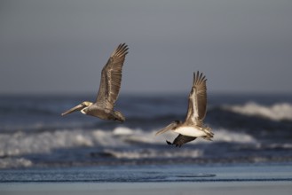 Brown Pelican (Pelecanus occidentalis) juveniles flying over the surf on the beach, Santa Rosa,