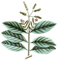 Ophiorrhiza mungos, genus of flowering plants from the coffee family, digital reproduction of a