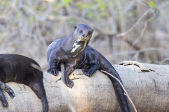 Giant otter (Pteronura brasiliensis) Pantanal Brazil
