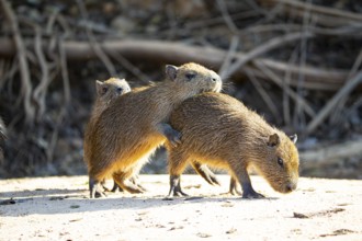 Capybara (Hydrochaeris hydrochaeris) Pantanal Brazil
