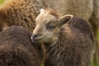 Brown lamb, portrait, other sheep, Ouessant sheep (Breton dwarf sheep), grazing. Germany