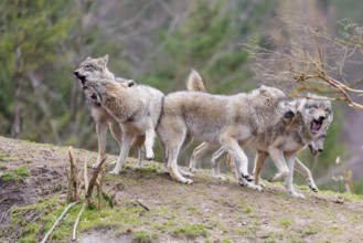 A pack of grey wolves (Canis lupus lupus) playing on a hill and showing social behaviour