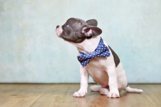Side view of healthy French Bulldog puppy with long nose and tail and bow tie in front of studio
