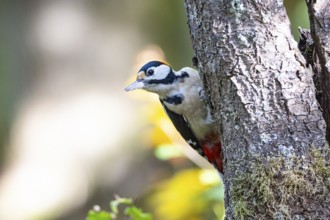 Great spotted woodpecker (Dendrocopus major) ml Germany