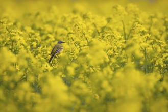 A yellow wagtail sits in spring in a flowering rape field near Frankfurt am Main, Frankfurt am