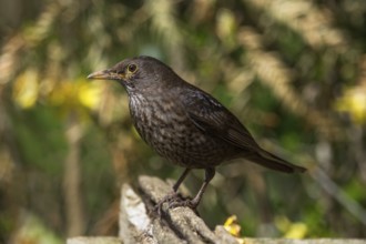 A female blackbird (Turdus merula) sitting on a branch in a sunny, green environment,