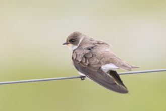 Sand martin (Riparia riparia), sitting on a wire, wildlife, animals, birds, swallows, migratory