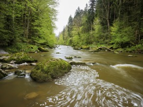European beech trees shedding leaves, in the foreground moss-covered stones on the river Sihl,