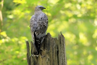 Honey buzzard (Pernis apivorus), adult, perch, vigilant, in summer, Šumava, Czech Republic, Europe