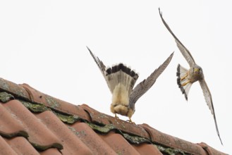 Defence pose of a male Common Kestrel (Falco tinnunculus) against an attacking rival above a roof,