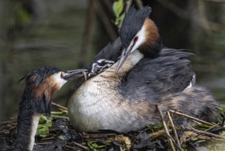Great Crested Grebe (Podiceps Scalloped ribbonfish) with juveniles), Emsland, Lower Saxony,