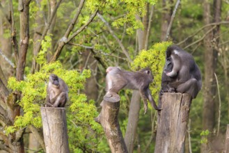 Three Drills (Mandrillus leucophaeus), a male and two females, sit high up on the three stumps of a
