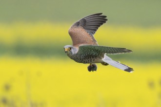 A Common Kestrel (Falco tinnunculus) with a prey mouse flies over a flowering rape field Hesse,