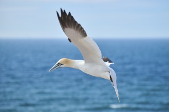 Northern gannet (Morus bassanus) flying in the sky, wildlife, Helgoland, Germany, Europe