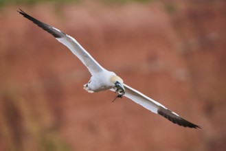 Northern gannet (Morus bassanus) flying over the cliffs, wildlife, Helgoland, Germany, Europe