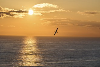 Northern gannet (Morus bassanus) flying over the sea at sunset, wildlife, Helgoland, Germany,