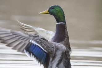 Mallard (Anas platyrhynchos) ml Germany