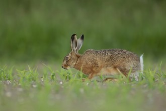 European brown hare (Lepus europaeus) adult animal feeding in a farmland maize field in summer,
