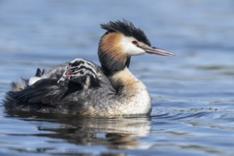 Great Crested Grebe (Podiceps Scalloped ribbonfish) with juveniles, Emsland, Lower Saxony, Germany,