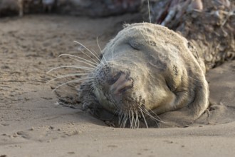 Grey seal (Halichoerus grypus) adult animal dead on a beach, England, United Kingdom, Europe