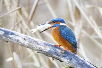 Kingfisher (Alcedo atthis) wbl Germany