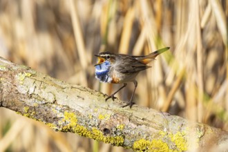 Bluethroat (Luscinia svecica cyanecula) Male Germany