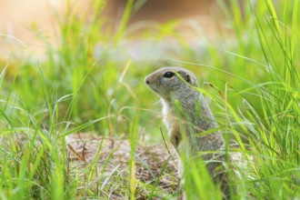 European ground squirrel (Spermophilus citellus) on a meadwo, Bavaria, Germany, Europe