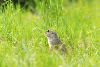 European ground squirrel (Spermophilus citellus) on a meadwo, Bavaria, Germany, Europe