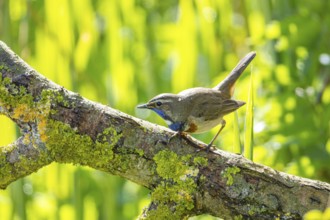 Bluethroat (Luscinia svecica cyanecula) Male Germany