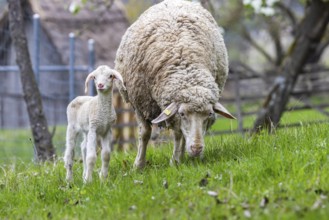 Sheep and young of the Württemberger breed, also known as Merinoland sheep. Sheep pasture on the