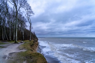 Beach, cliffs and ghostly forest in the Baltic seaside resort of Nienhagen, Mecklenburg-Vorpommern,