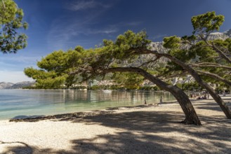 Windswept pine trees on the city beach of Makarska, Croatia, Europe