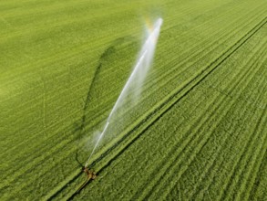 Artificial irrigation of a cereal field in April, with a sprinkler system, long dry spell in spring