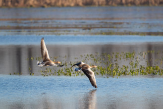Pair of greylag geese flying together, in the Großen Rosin Moor nature reserve,