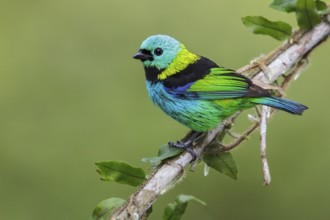 Green-headed Tanager (Tangara seledon) perched on a branch in the Atlantic rainforest of southeast