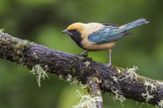 Burnished-buff Tanager (Tangara cayana) perched on a branch in the Atlantic rainforest of southeast