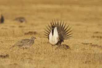 Sage Grouse (Centrocercus urophasianus) mating, California, USA, North America