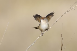 Spinifexbird (Megalurus carteri) perched on a twig, Northern Territory, Australia, Oceania