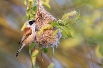 Eurasian Penduline Tit (Remiz pendulinus) male singing at nest, Saxony-Anhalt, Germany, Europe