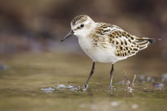 Little Stint (Calidris minuta), Asturias, Spain, Europe